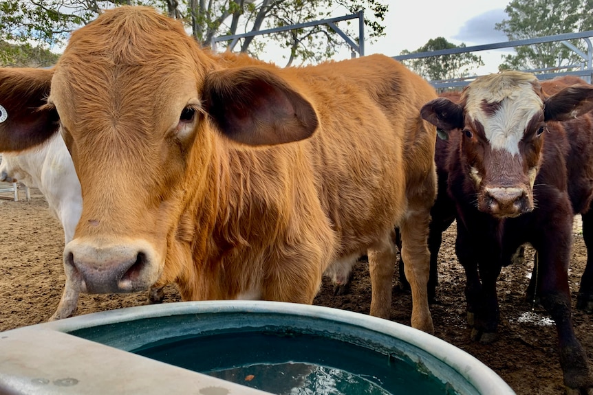 Brown cattle in pen near water trough.