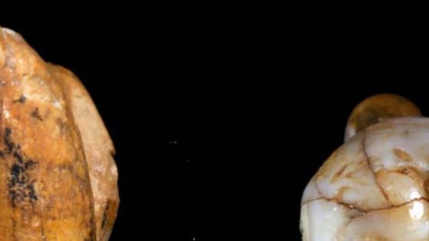 Analysis of a fossilised tooth and finger bone led scientists to find they belonged to a young girl who was neither homo sapien nor Neanderthal.