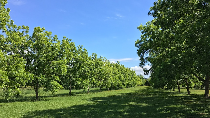 Under a bright blue sky, rows of pecan trees sit on a grassy paddock.