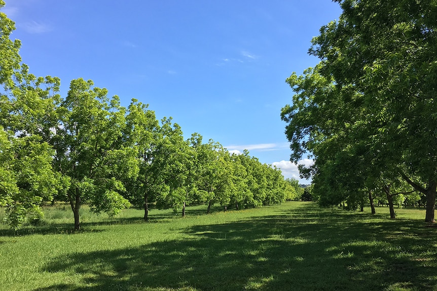 Under a bright blue sky, rows of pecan trees sit on a grassy paddock.