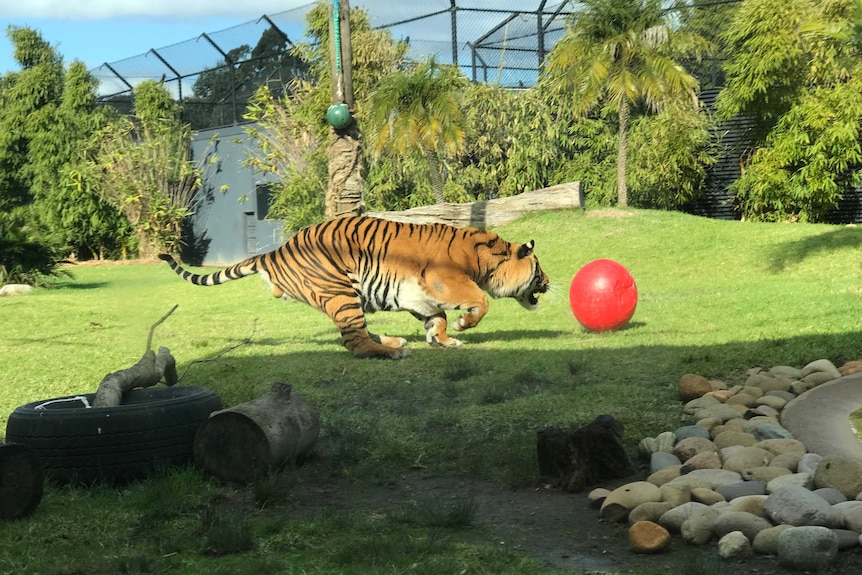 Sumatran tigers leapt to open their 10th birthday presents, gift-wrapped meaty snacks at Symbio Wildlife, June 2018.