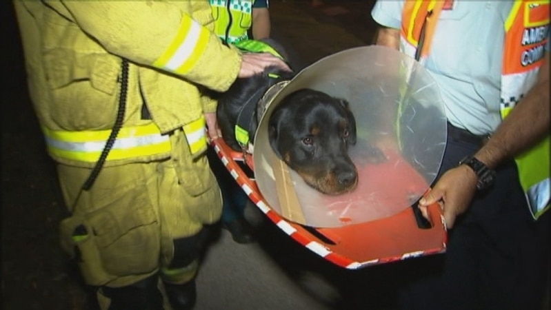 Dog rescued from Brisbane vet clinic fire