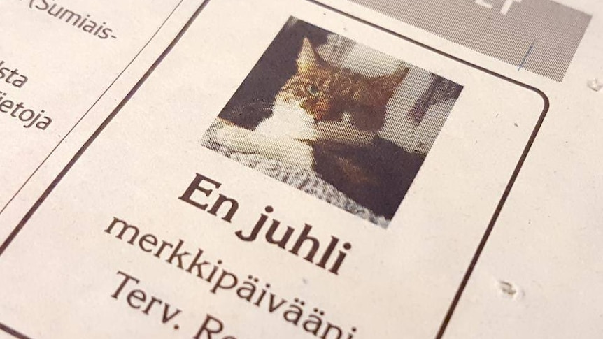 A newspaper ad with a photo of an orange cat which says en juhli underneath