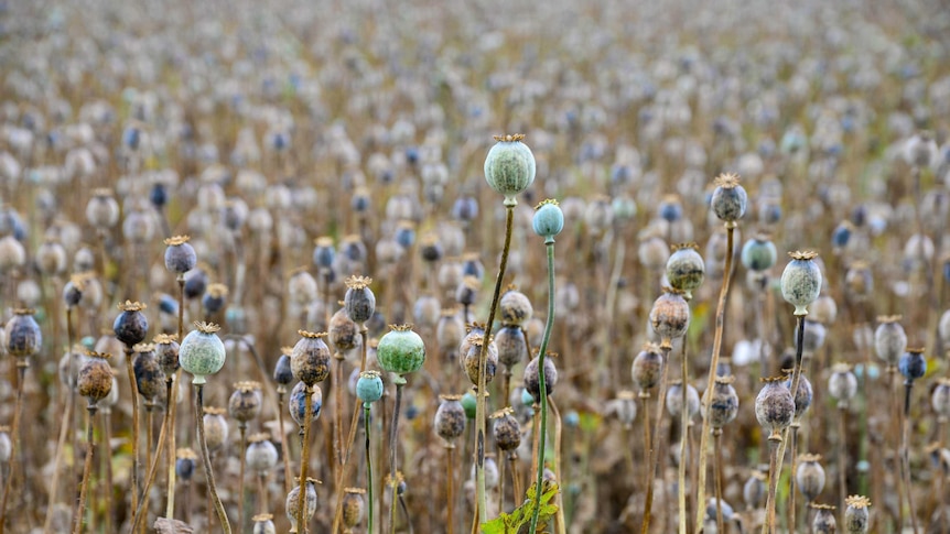 Opium poppies in Tasmania