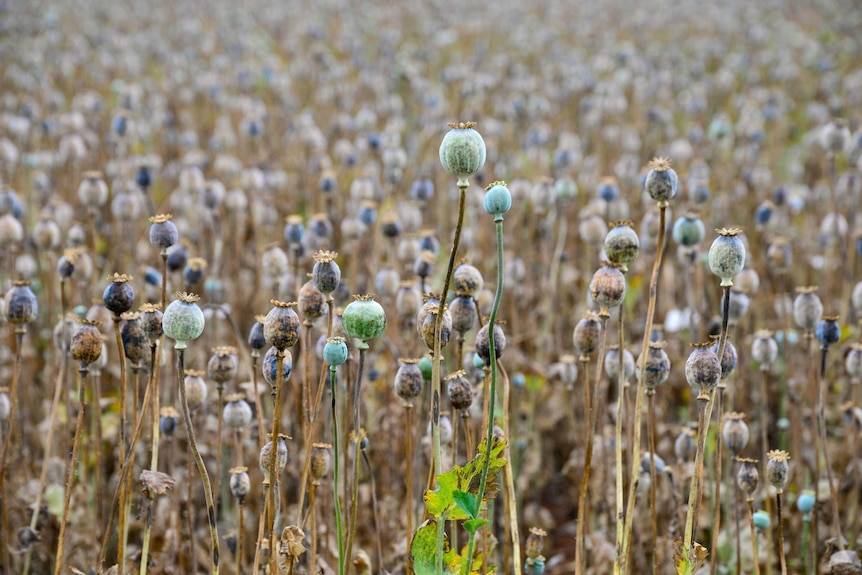 Opium poppies in Tasmania