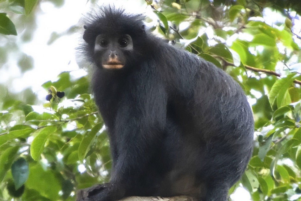 New monkey species with orange lips discovered after years of searching