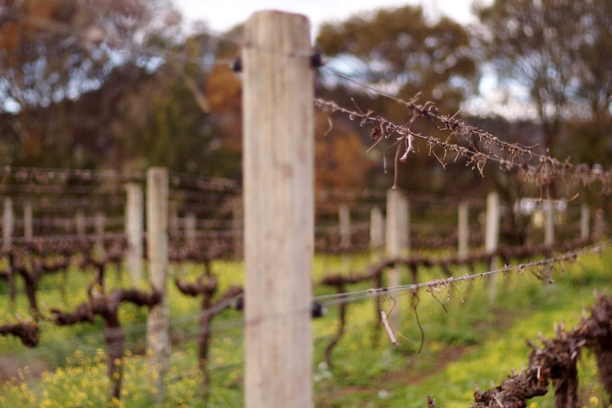 Grape vines