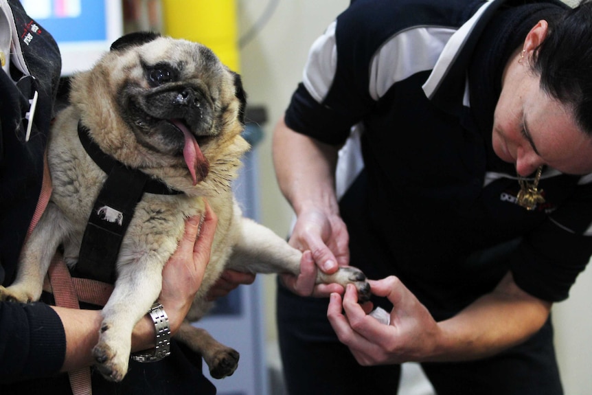 Uno the one-eyed pug