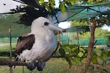 A white and black bird sitting on  branch with trees in the background.