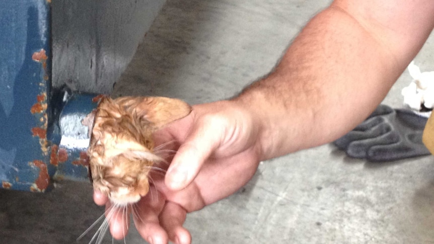Kitten rescued from Melbourne dumpster
