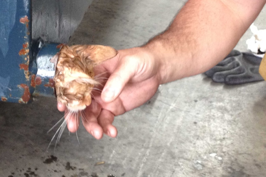 Kitten rescued from Melbourne dumpster