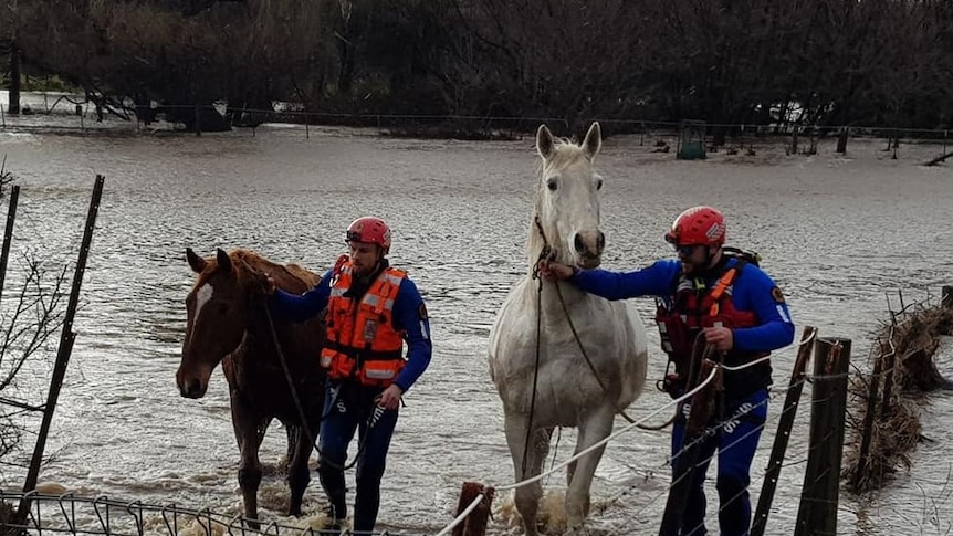 Emergency workers walk horses out of water.