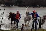 Emergency workers walk horses out of water.