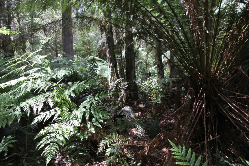 A leafy rainforest, filled with large ferns.