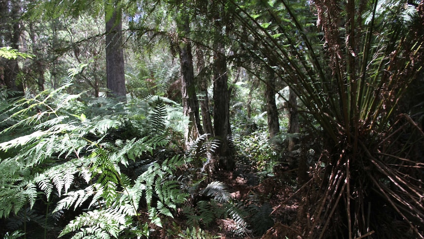 A leafy rainforest, filled with large ferns.