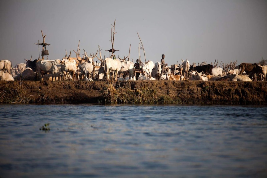 A herd of cattle huddle next to a river in South Sudan.