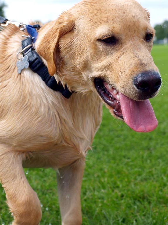 A Cessnock vet urges Hunter region dog owners to get their pets vaccinated amid the worst outbreak of parvo he's seen.