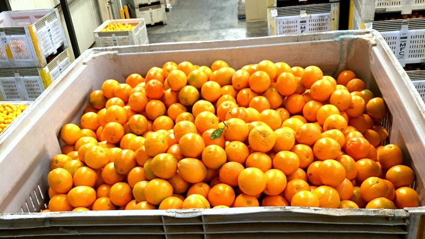 Oranges in a bin.