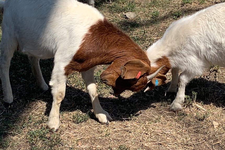 A pair of goats grazing in a yard.