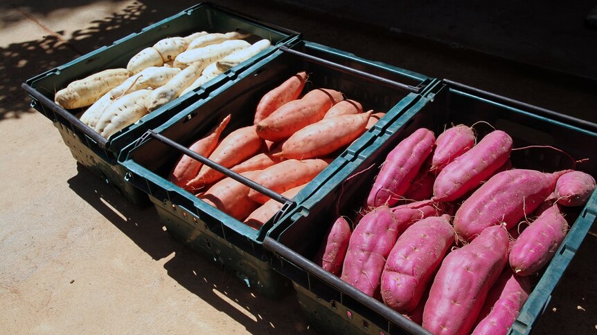 white, orange and red sweet potatoes in boxes.