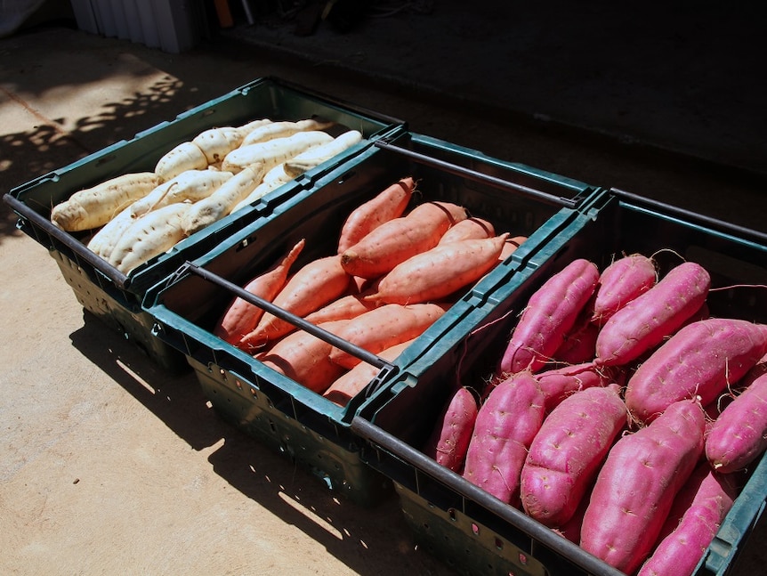 white, orange and red sweet potatoes in boxes.