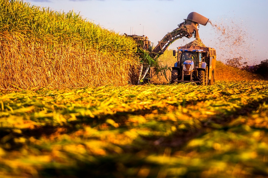 a sugar cane harvestor going along a row of sugarcane with sunset lighting