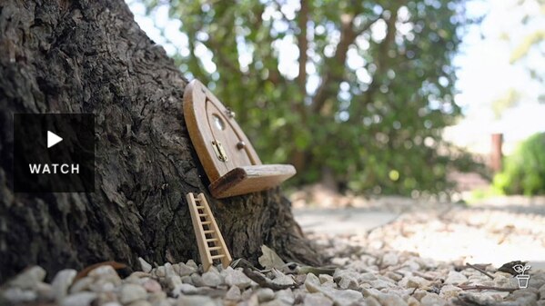 Miniature toy door and ladder attached to the base of a tree. Has Video.