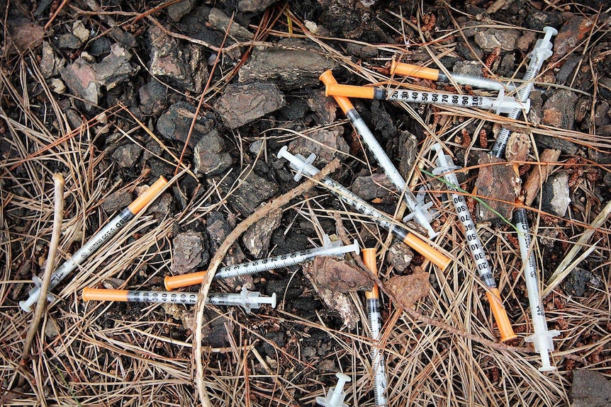 A pile of syringes mixed in with fallen bark and pine needles.