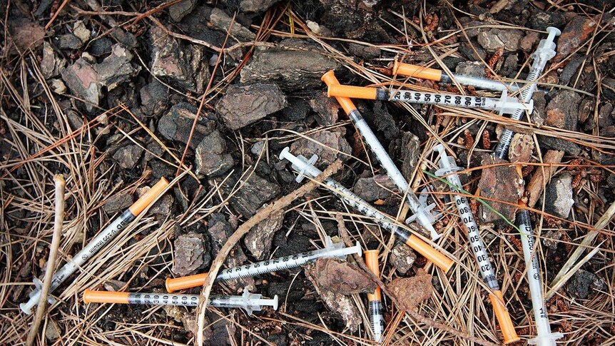 A pile of syringes mixed in with fallen bark and pine needles.