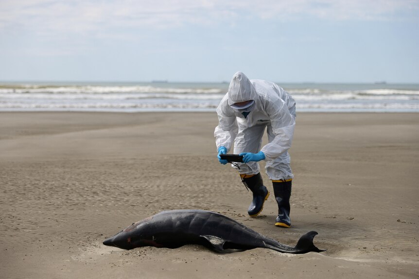 A person in a hazmat suit stands on a beach taking a photo of a dead porpoise in the sand.