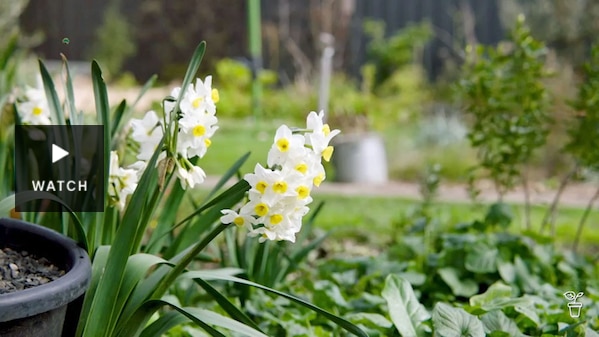 A garden with white and yellow daffodils growing in the foreground. Has Video.
