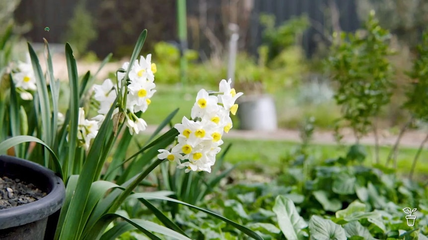 A garden with white and yellow daffodils growing in the foreground.