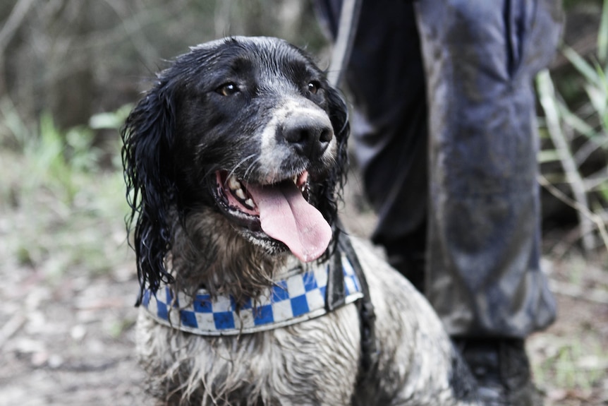 muddy black and white dog with a police collar in the bush