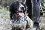 muddy black and white dog with a police collar in the bush