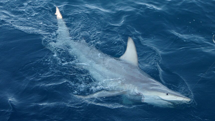 More than 50 of the hybrid sharks were found in a 2,000-kilometre stretch of coast.