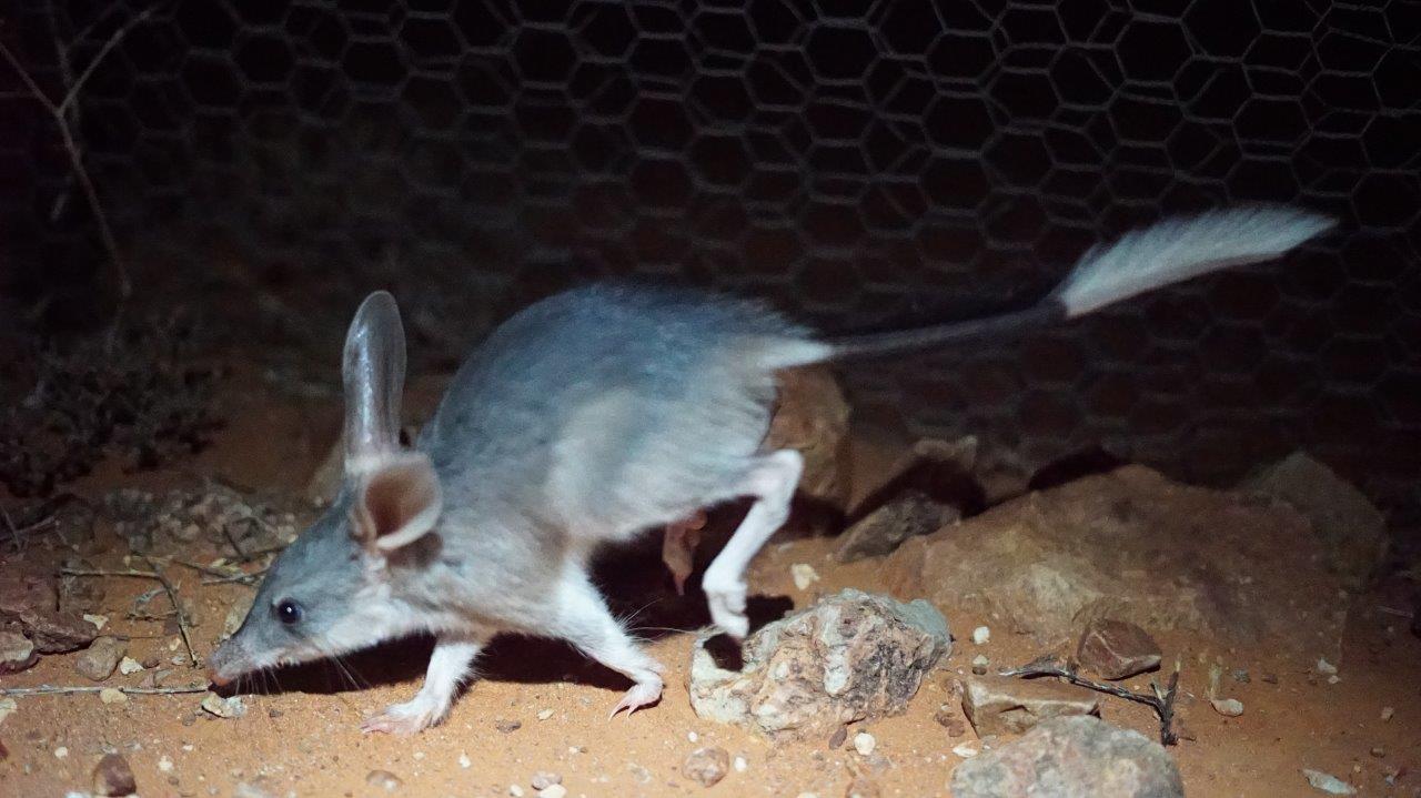 Desert animals falling victim to prolonged drought conditions - ABC listen