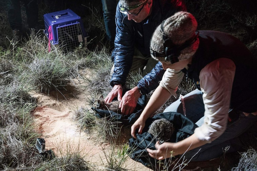 Release of two hare-wallabies  on Dirk Hartog Island