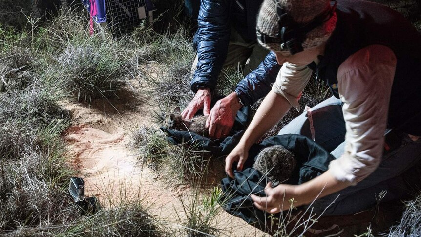 Release of two hare-wallabies  on Dirk Hartog Island