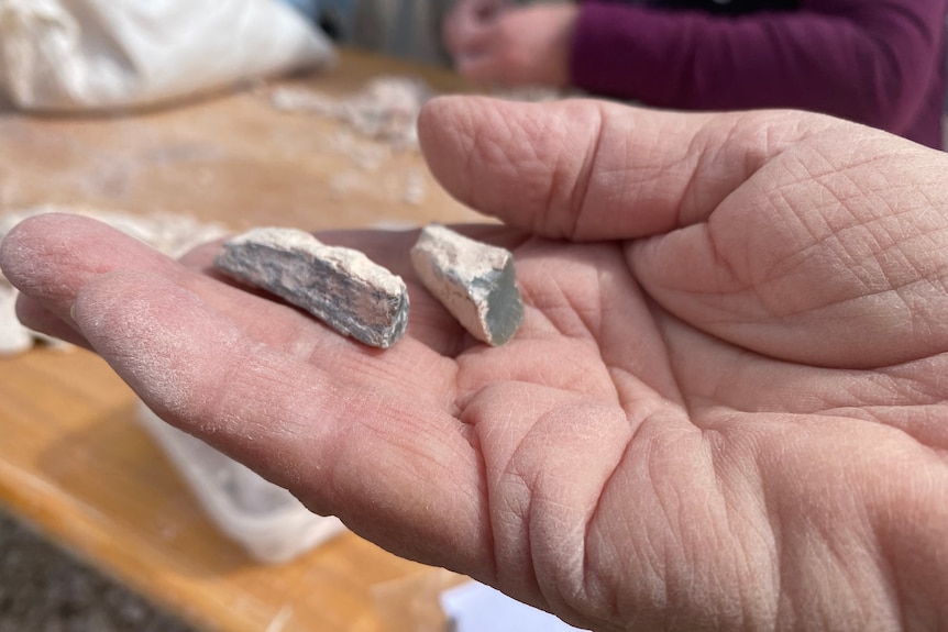 Bone fragments thought to belong to a dinosaur in a hand. 