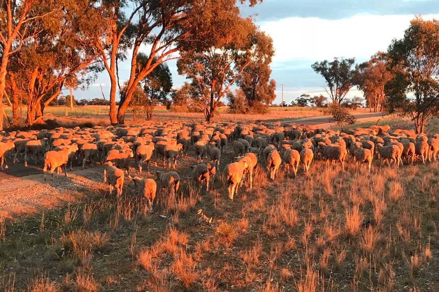 Sheep standing on a road.