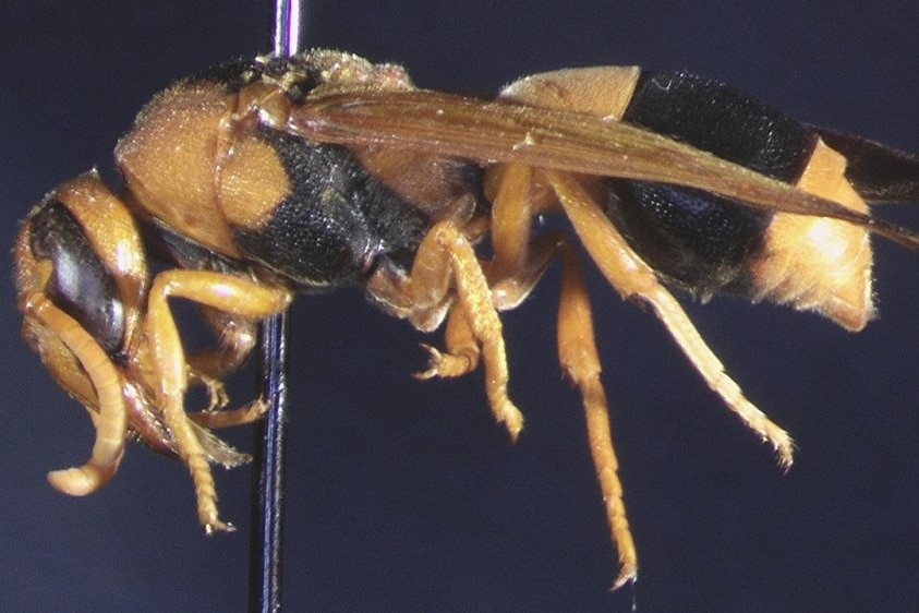 a close-up of brown fly
