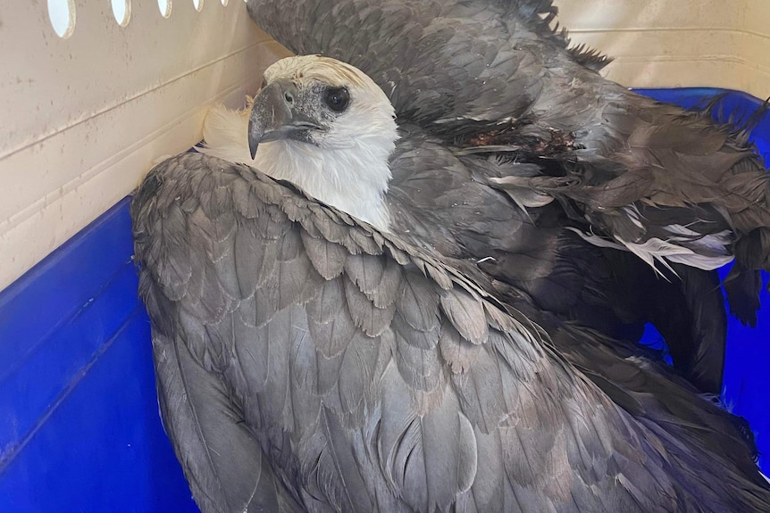 A large eagle, with a white head and grey wings, inside a container.