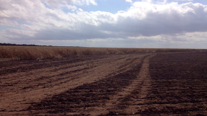 Blackened soil and bare earth in the foreground with wheat and a tree line in the background