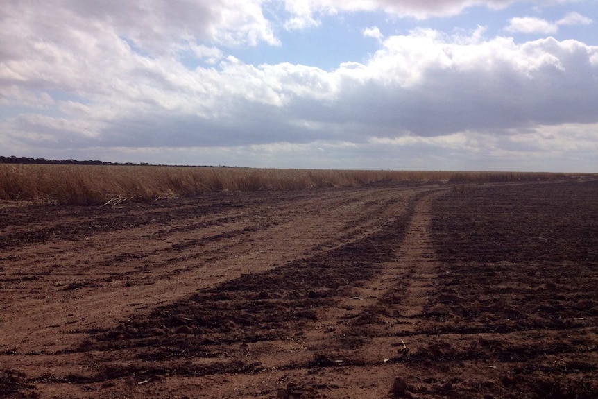 Blackened soil and bare earth in the foreground with wheat and a tree line in the background