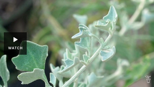 Blue-green leaves of a saltbush plant. Has Video.