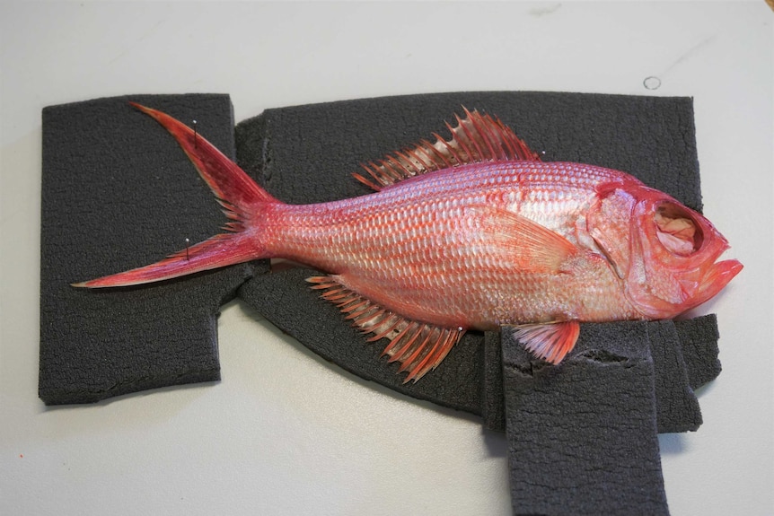 A dead pink fish is pinned onto black foam on a desk top.