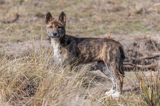 A young dingo with a mottled coat looks towards the camera.