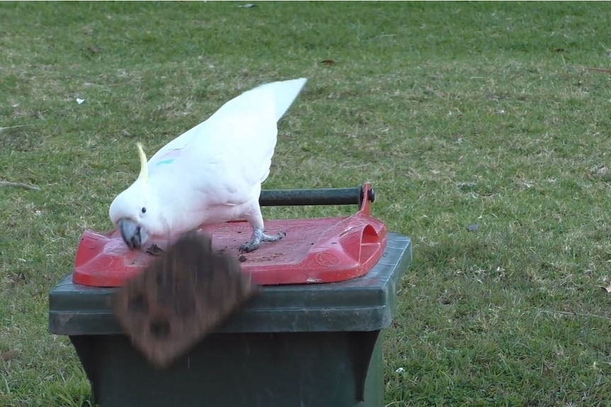 Cockie pushing a brick off a bin