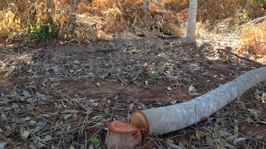 Thinning African Mahogany