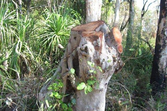 One of the trees at Coomalie Creek crossing, after work done by a Department of Infrastructure contractor